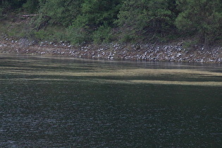 Pollenschlieren (Fichte, Raps) auf dem Okerstausee