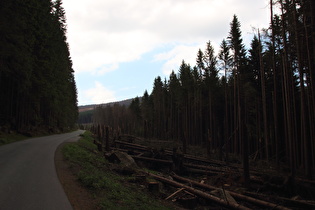 viel Windbruch an der Brockenstraße