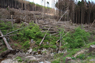 das Schwarze Schluftwasser mit umliegendem Wald