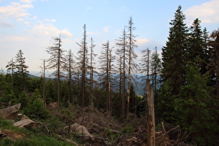 Blick vom Brockenbett auf Schierke