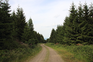 Alte Harzstraße zwischen Windsattel und Goslar, Blick nach Norden