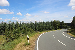 Blautannen (Abies procera 'Glauca') am Kahlen Asten