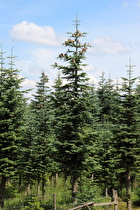 Zoom auf einen blühenden Baum