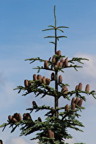 Zoom auf die Blüten