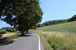 L580 zwischen Rühle und Passhöhe, unterer Bereich, ein Feld mit …