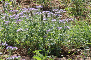 … Rainfarn-Phazelie (Phacelia tanacetifolia)