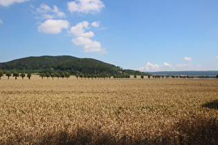 … und Blick auf Burgberg und Solling am Horizont