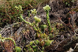 Gewöhnliche Fransenhauswurz (Sempervivum globiferum)