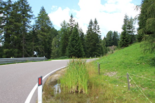 fast wie im Flachland, Breitblättriger Rohrkolben (Typha latifolia) auf 1740 m s.l.m.