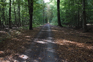Hohes Holz, Blick nach Nordwesten
