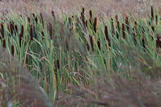 Breitblättriger Rohrkolben (Typha latifolia)