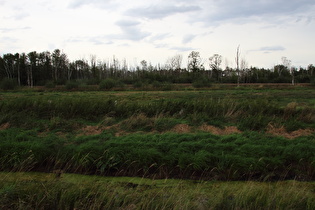 Hagenburger Moor, Blick nach Norden