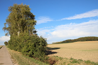 Gehrdener Berg, Westflanke, Blick nach Norden