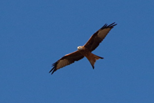 Rotmilan (Milvus milvus), …