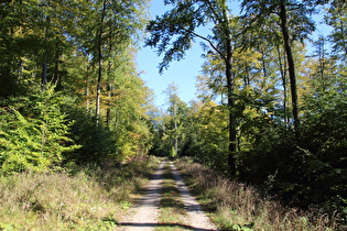 Deister, Südwesthang, Blick nach Südosten