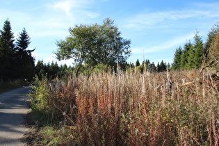 Blick zum Schalker Turm