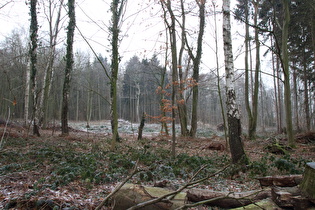 Benther Berg, Nordhang