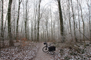 Benther Berg (Kamm nördlich des Gipfels)