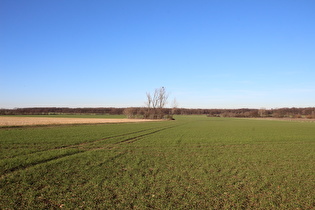 zwischen Velber und Lenthe, Blick zum Velberholz