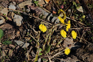 blühender Huflattich (Tussilago farfara)