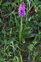 Breitblättriges Knabenkraut (Dactylorhiza majalis)