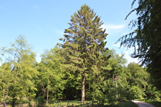 Blick über den Kammweg zum Reinekensiekskopf