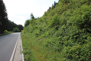 unterhalb von Altenau, Blick nach Süden