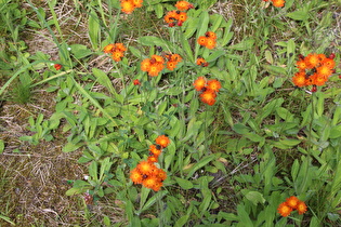 Orangerotes Habichtskraut (Hieracium aurantiacum)