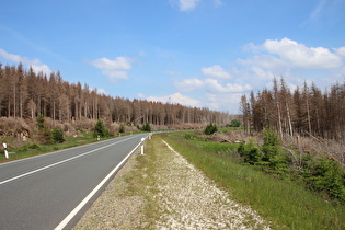 B4/B242, neuer Totwald zwischen Oderbrück und Königskrug