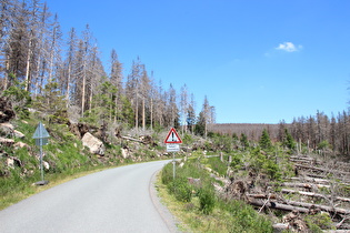 Rennradfahren durch Totwald – wer's mag