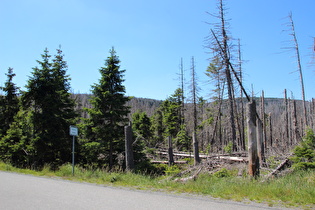 Brockenstraße, auf 800 m ü.NHN, älteres Totholz und junger Wald