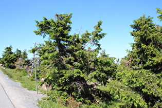 Brockenstraße, auf 1100 m ü.NHN