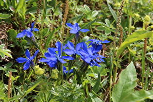 … der erste Frühlings-Enzian (Gentiana verna) am Straßenrand