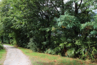 verwilderte Chinesische Hanfpalmen (Trachycarpus fortunei) in Losone