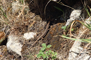 eine Mauereidechse (Podarcis muralis)