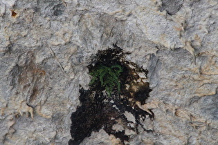 Zoom auf kopfüber wachsenden Braunstieligen Streifenfarn (Asplenium trichomanes) im Bogenscheitel