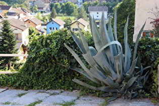 Agave (Agave americana) in Freilandkultur in Crevoladossola