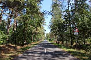 die Wasserwerkstraße im Forst Rundshorn, Blick nach Ostnordosten