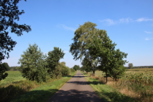 östlich vom Forst Rundshorn, Blick zur Wietzebrücke