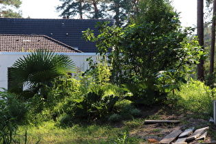 mediterrane Vegetation in Hornbostel