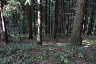 oberhalb des ersten Steilstücks, Blick bergab nach Norden