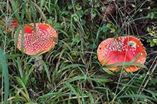 Fliegenpilze (Amanita muscaria)