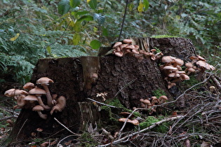 Dunkler Hallimasch (Armillaria ostoyae)