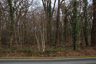 die Königseiche im Großen Holz