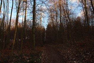 Benther Berg, Südwestflanke, Blick bergauf nach Osten