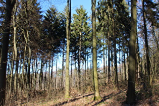 Benther Berg, Westhang, Blick nach Norden …