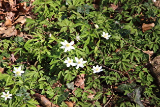 Buschwindröschen (Anemone nemorosa)