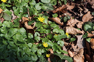 Scharbockskraut (Ficaria verna)