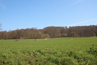 Ostrand von Everloh, Blick zum Gipfel des Benther Berges