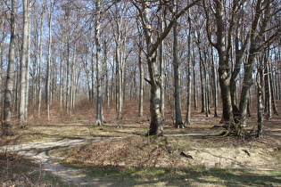 Gehrdener Berg, westlich des Kamms, Blick nach Osten …